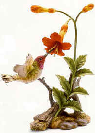 Anna's with Trumpet Creeper