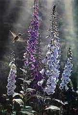 Midsummer Dream - Ruby-Throat